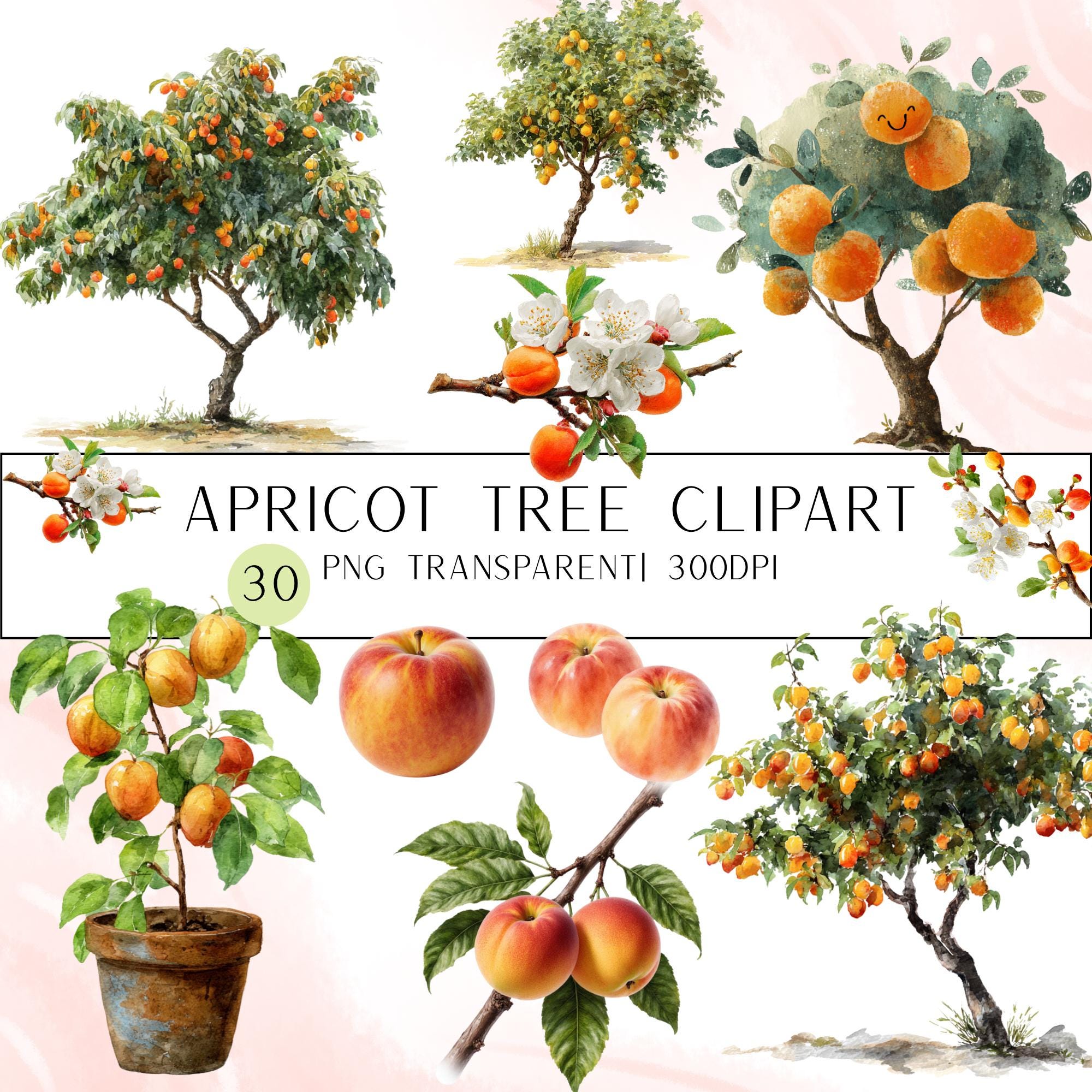 30 Apricot Tree Clipart Bundle | Watercolor, Realistic & Kawaii Peach Illustrations | Botanical Transparent PNG