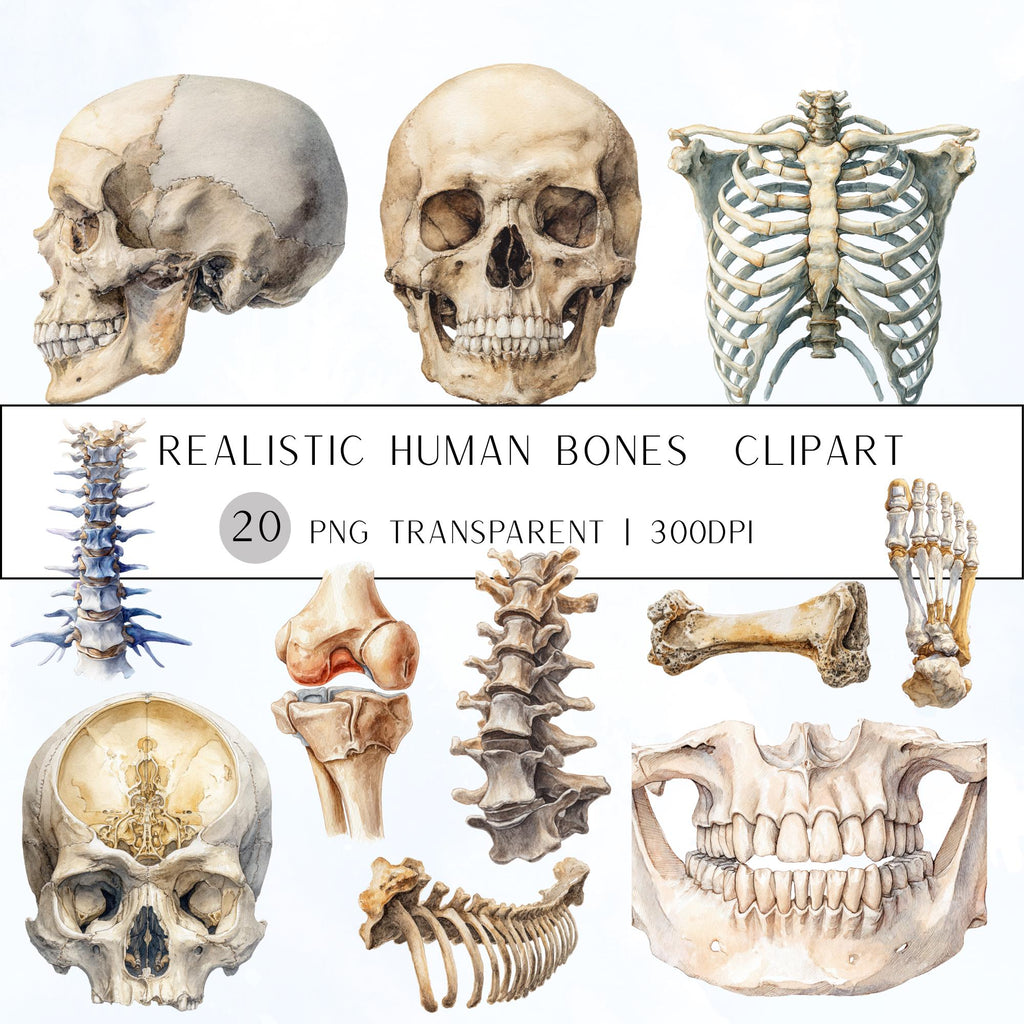 20  Human Bones Clipart| PNG Transparent Background