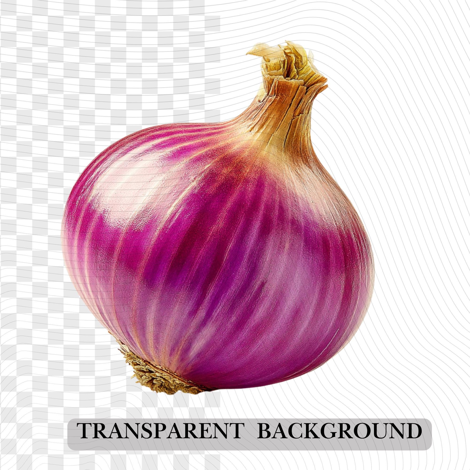 19 Realistic Onion Clipart Bundle | Botanical Onions PNG Transparent Background