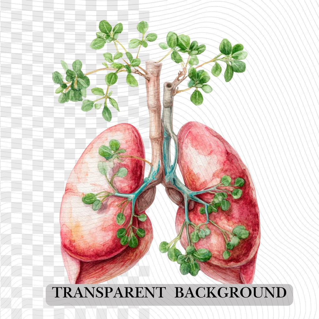 148+58 Human Organs Clipart| Anatomy Clipart PNG (Digital Download)