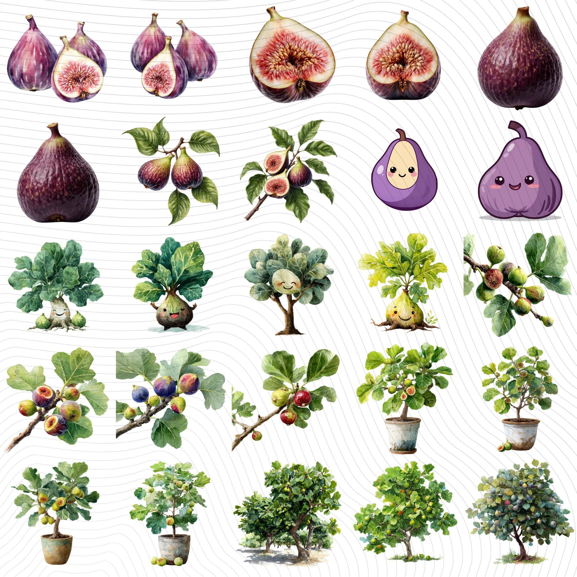 29 Watercolor Fig Tree Clipart Bundle: Fruit - Leaves, Transparent PNG (Digital Download)