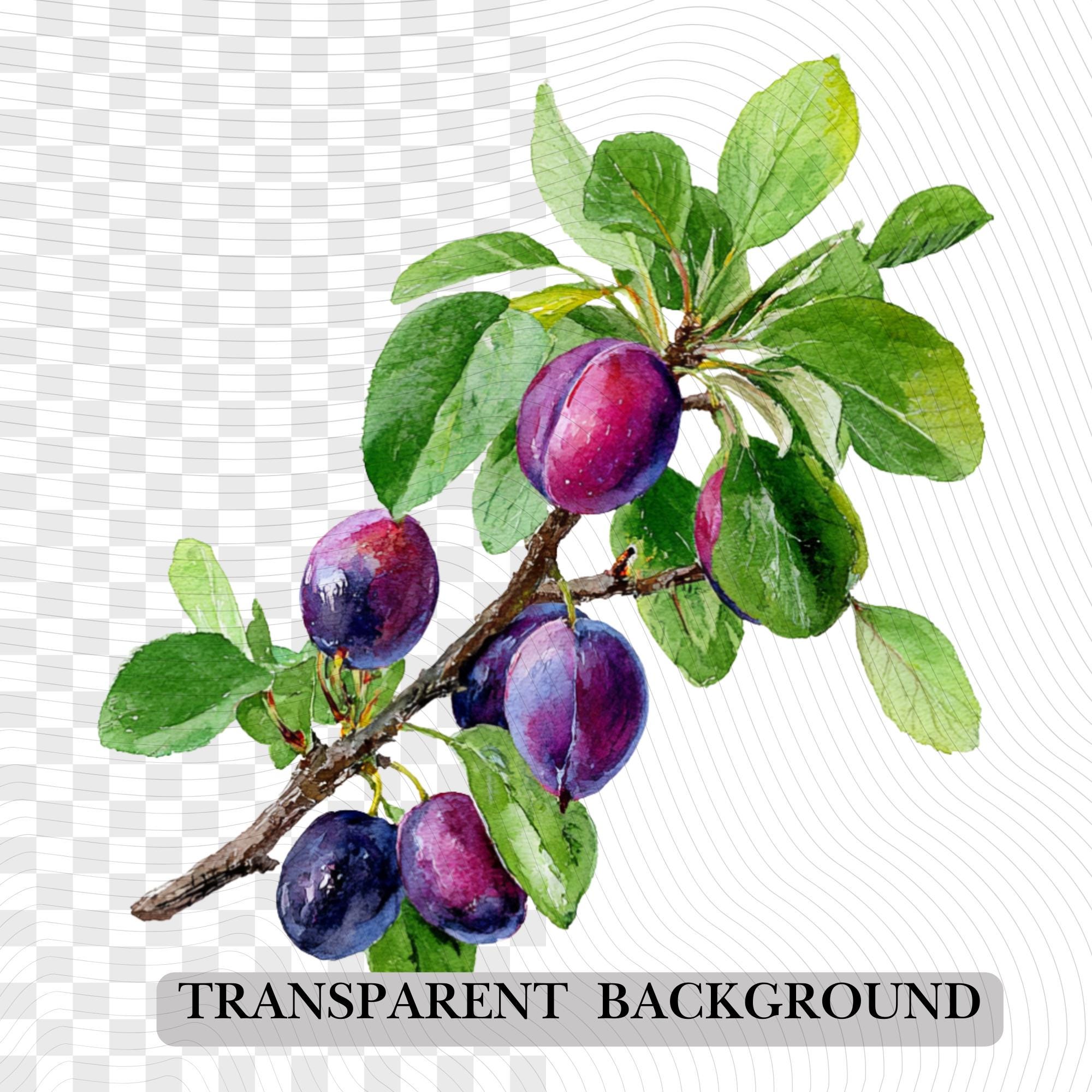 30 Watercolor Plum Clipart Bundle: Fruit Tree PNG Images (Digital Download)