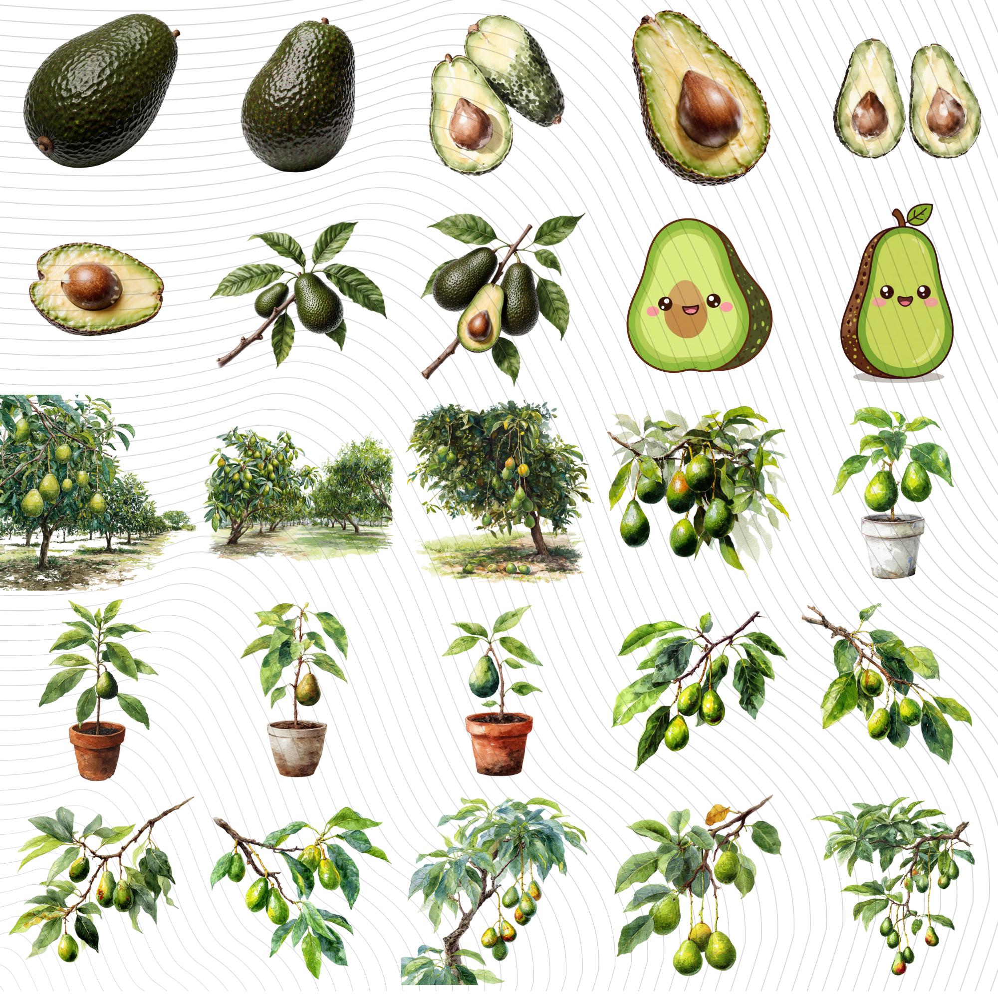 30 Avocado Tree Clipart Bundle: Watercolor Fruit PNG Set (Digital Download)