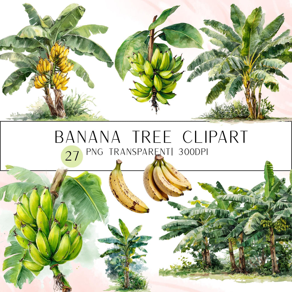 27 Banana Tree Clipart Bundle: Tropical Fruit PNG Set (Digital Download)