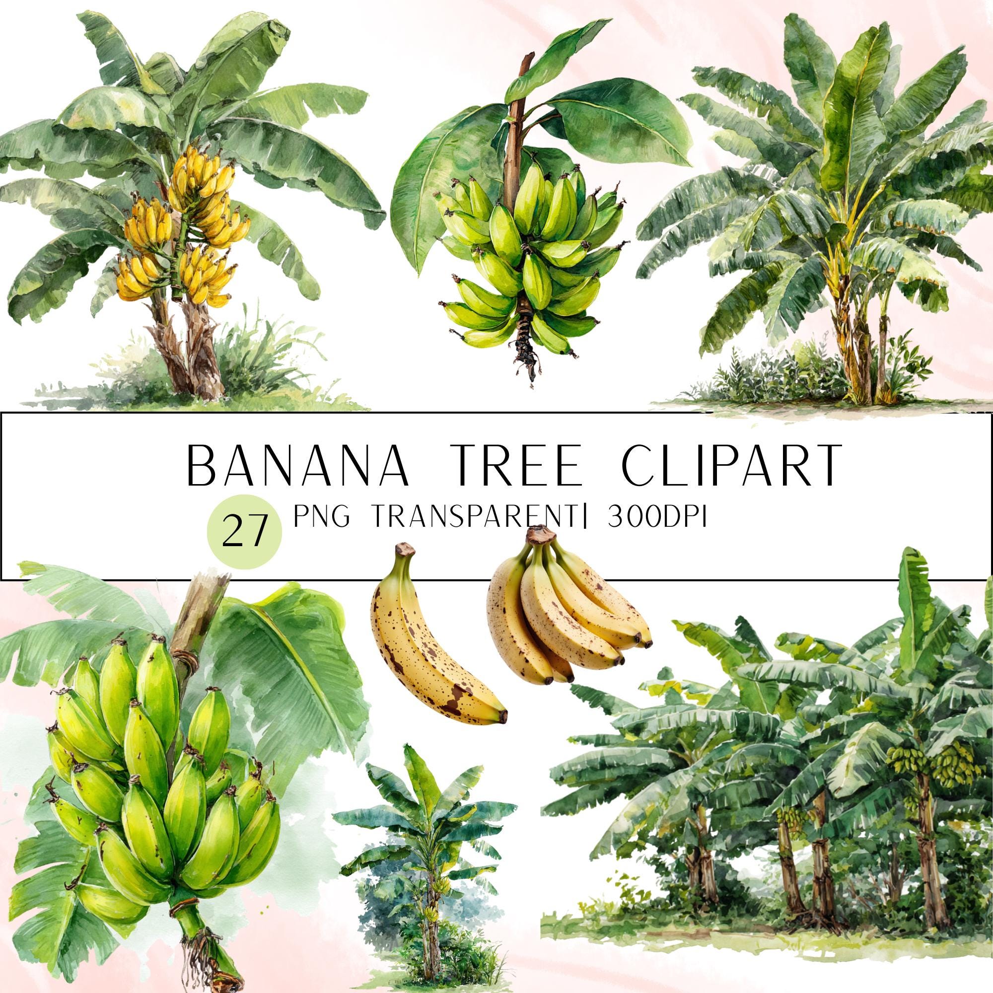 27 Banana Tree Clipart Bundle: Tropical Fruit PNG Set (Digital Download)