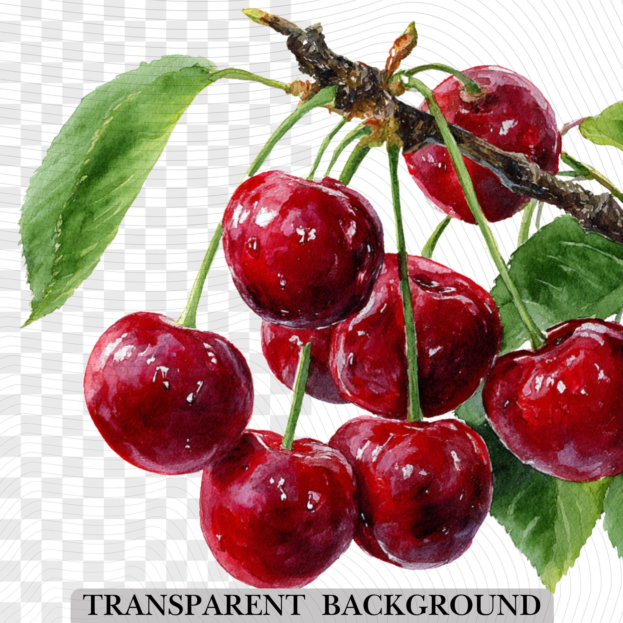 30 Cherry Tree Clipart Bundle: Watercolor Fruit Designs (PNG + PDF)