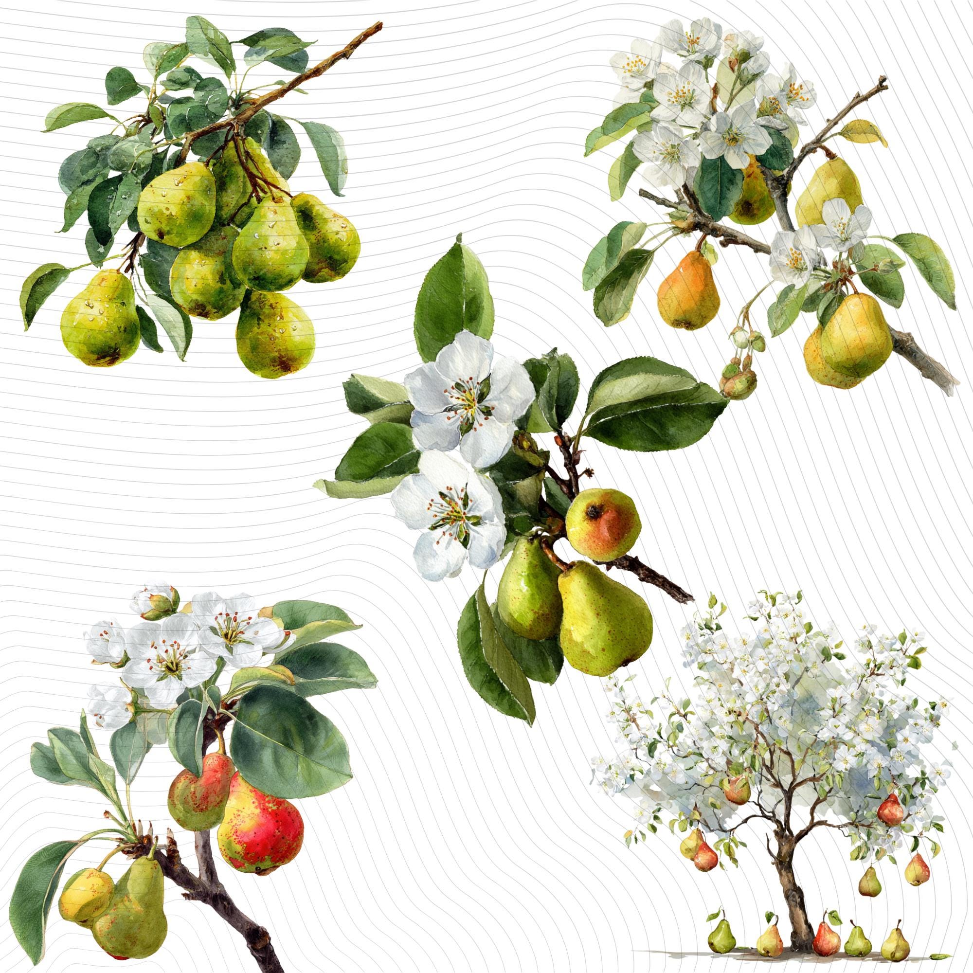 30 Watercolor Pear Tree Clipart Bundle: Transparent PNG (Digital Download)